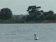 Usedomer Hinterland im Frhling: Die Vogelschutzinsel Bhmke im Nepperminer See.