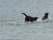 Gemeinsames Anbaden in der Ostsee: Hunde im Ostseewasser bei Zinnowitz.