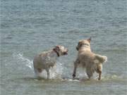 Beste Hundelaune: Gemeinsames Bad im noch recht kalten Ostseewasser.