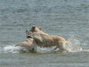 Ostseeurlaub nach Hundeart: Herumtollen im Wasser, Fangen und Rangeln.