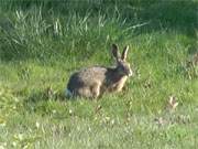 Wo Fuchs und Hase sich Gute Nacht sagen: Der Lieper Winkel der Insel Usedom.