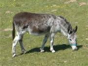 Zwischen den Seen in der "Usedomer Schweiz": Ein Esel auf der Weide in der Nhe von Sellin.