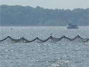 Naturparadies Insel Usedom: Ein Ausflugsschiff auf dem Achterwasser, im Vordergrund ein Fischernetz.