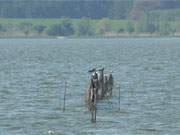 Frischer Fisch direkt aus dem Netz: Reiher auf dem Achterwasser an der Insel Usedom.