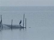 Bewacht das Fischnetz: Ein Reiher auf dem Achterwasser in der Nhe von Ltten Ort.