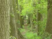 Uralte Eichen: Allee zum Wasserschloss Mellenthin auf der Ostseeinsel Usedom.