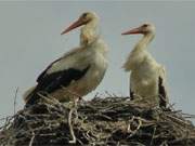 Aufmerksamer Blick: Storchenpaar auf seinem Nest in Krienke im Hinterland der Insel Usedom.