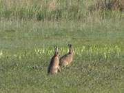 Blick nach rechts: Hase und Hsin am Loddiner Hft auf der Insel Usedom.