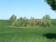 Wie eine Insel liegt dieser holunderumstandene Tmpel in einem Feld.