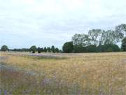 Kornblumenmeer: Sanfte Landschaft am Stettiner Haff auf der Insel Usedom.