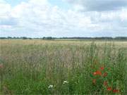 Klatschmohn und Kornblumen: Kornfeld wie vor Jahrzehnten.