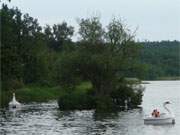 Rund um die Schwaneninsel im Klpinsee: Tretboote auf dem See hinter dem Ostseedeich.