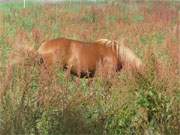 Gut getarnt: Pferd in einer Sauerampferwiese auf dem Loddiner Höft.