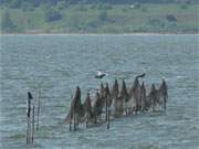 Idealer Ausguck: Reiher auf einem Stellnetz im Achterwasser am Konker Berg.