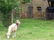 Neugierig kommen die Schafe an den Zaun dieses Hofes in Görke heran.