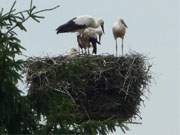 Das Haffland der Insel Usedom: Storchenjunge im Nest in Görke.