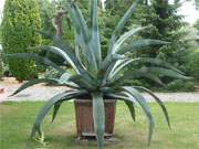 Prachtstück: Eine große Aloe in einem Garten in Mölschow.