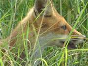 Wildreiche Gegend: Die Mellenthiner Heide ist ein Usedomer Naturparadies.