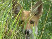 Auf der Hut: Ein Fuchs streift durch die Mellenthiner Heide im Hinterland der Insel Usedom.