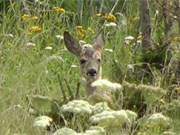 ngstlicher Blick: Ein Rehkitz in der Mellenthiner Heide sucht nach seiner Mutter.