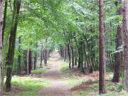 Schutz unter Bltterdach: Regenschauer suchen die Insel Usedom heim.