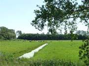 Weideflchen auf der Insel Usedom: Am Achterwasser nahe des Seebades Zempin.