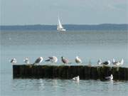 Bei Wassersportlern sehr beliebt: Das Stettiner Haff an der Ostseeinsel Usedom.