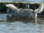 Auf Fischpirsch: Ein Husky sprt kleinen Fischschwrmen an den Buhnen im Ostseewasser nach.