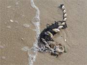 Ein Stck Tau am Splsaum: Strandmotiv auf der Insel Usedom.