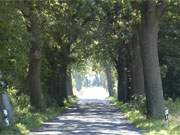 Auf der Halbinsel Lieper Winkel: Allee im Hinterland der Insel Usedom.