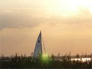 Hinter dem Schilf: Ein Segelboot kehrt in den Achterwasserhafen des Seebades Loddin zurck.