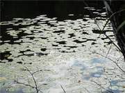 Teichrosen auf dem Wolgastsee: Wunderbare Landschaft im Hinterland der Usedomer Kaiserbder.