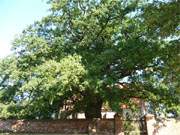 Einer der ältesten Bäume auf der Insel Usedom: Eiche im Kirchhof von Mellenthin.