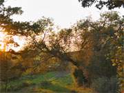 Halbinsel Loddiner Hft auf Usedom: Eine Weide im Licht der Abendsonne.