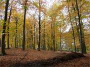 Herbst auf der Insel Usedom: Der Kurpark im Ostseebad Heringsdorf.