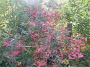 Farben des Herbstes: Ein Pfaffenhtchenstrauch im Steinbock-Ferienhof.