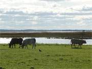Am Achterwasser: Rinder auf einer Weide zwischen ckeritz und Loddin.