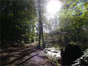 Ksten-Radweg von ckeritz nach Bansin: Uferlandschaft am Mmmelkensee.