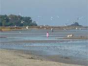 Herbstferien auf der Insel Usedom: Mwenfttern am Ostseestrand zwischen Karlshagen und Peenemnde.