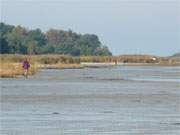 Wie ein Wattenmeer am Schilfrand endet der Ostseestrand von Usedom am Peenemnder Haken.