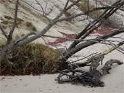 Herbst am Ostseestrand von Usedom: Am Fu des Langen Berges bei Bansin.