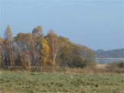 Im Hinterland der Insel Usedom: Das Thurbruch am Gothensee.