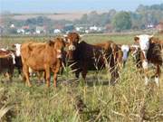 Landwirtschaft im Thurbruch: Authentisches Hinterland der Insel Usedom.