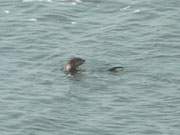 Naturpark Insel Usedom: Ein Fischotter jagt im Achterwasser nahe des Loddiner Hfts.