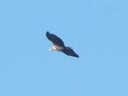 Wohnt auf dem Loddiner Hft: Ein Seeadler bricht zur Jagd ber dem Achterwasser auf.