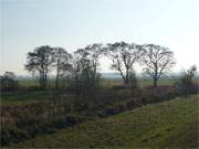 Novemberwetter der positiven Art: Erlen im Wiesenland am Nepperminer See.