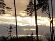 Die Sonne zeigt sich: Waldrand am Zerninmoor im Hinterland von Usedom.