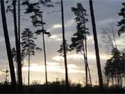 Ausklang eines Novembertages auf Usedom: Wald am Zerninmoor.