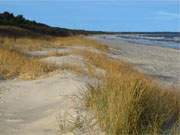 Strandhafer: Warme Farben am weiten Sandstrand zwischen Trassenheide und Karlshagen.