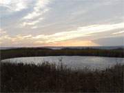 Naturpark Insel Usedom: Tmpel im Schilfgrtel am Achterwasser.